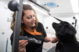 Grooming - Wags on Wheels
