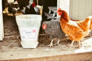 Chickens by feed bag - New Heritage Feed Co