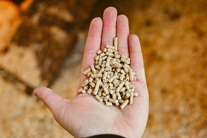 Hand holding chicken feed - New Heritage Feed Co