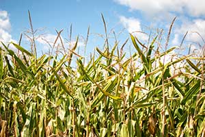 Corn - A&G Corn Maze