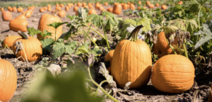 Stoney Brook Farms